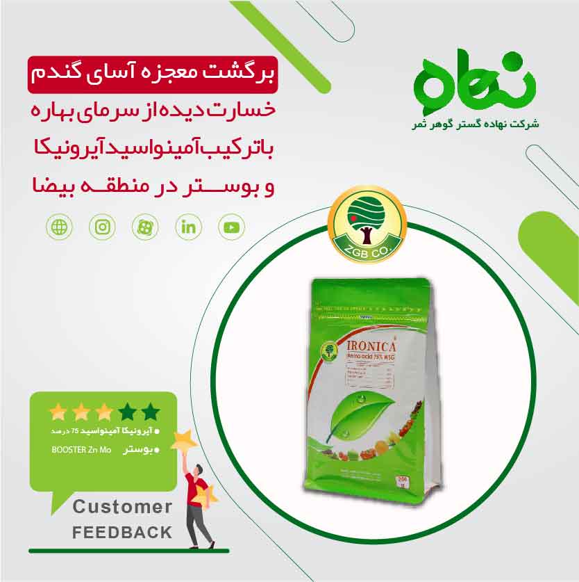 برگشت معجزه آسای گندم خسارت دیده از سرمای بهاره با ترکیب آمینواسید آیرونیکا 75 درصد و بوستر در منطقه بیضا